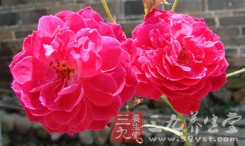 四款養生益智補腦粥 讓你滋潤過寒冬
