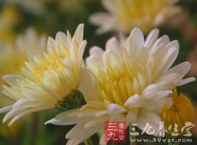 菊花老鴨湯緩解工作疲勞