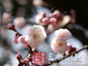 梅花入肴 開胃又止咳