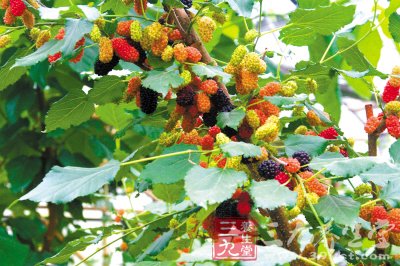 秋季排毒美食 腸子漂亮人就漂亮